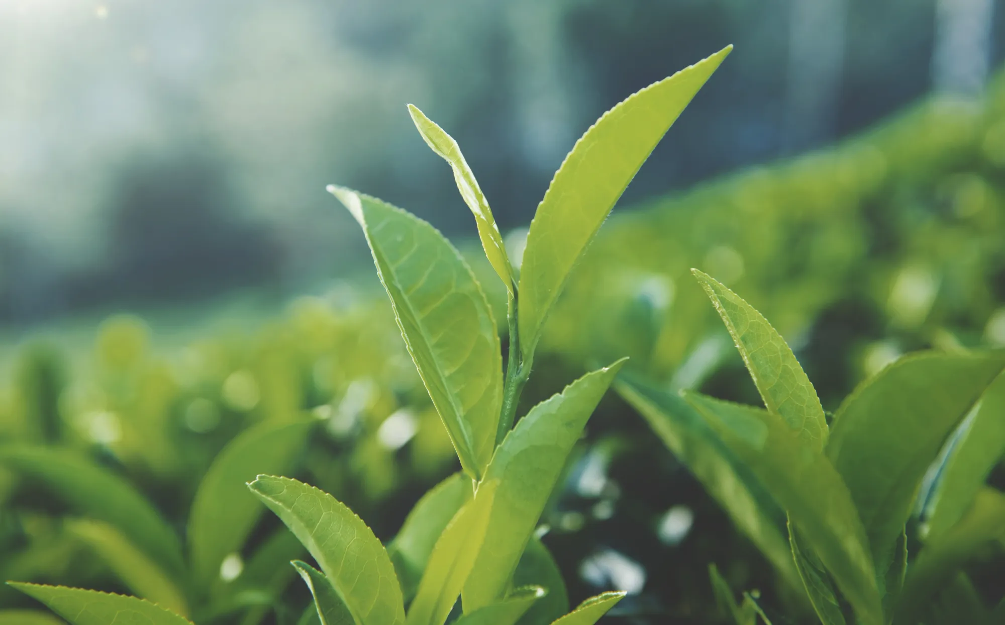 Arti Kata Matcha dan Hojicha