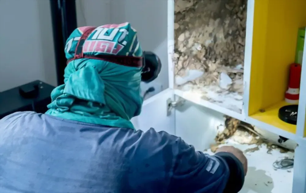 Ikuti 7 Cara Menghilangkan Rayap Berikut Ini