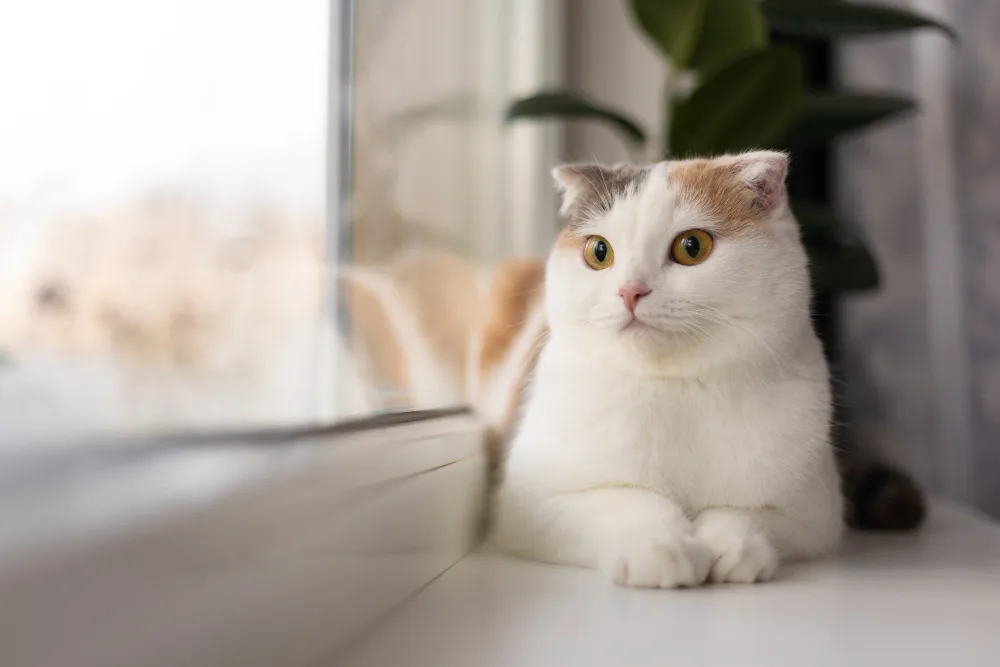 Manfaat Vaksin untuk Kucing