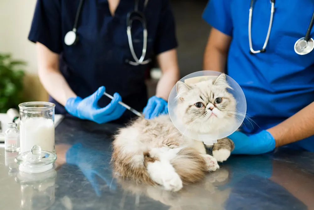  Jenis Vaksin Kucing, Manfaat, dan Jadwal Pemberian