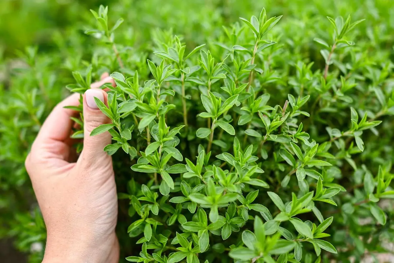 Thyme
