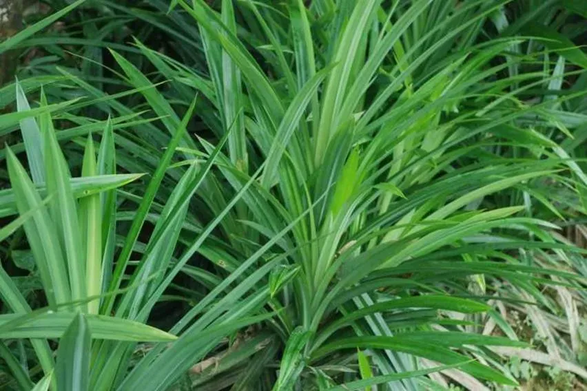 Daun Pandan
